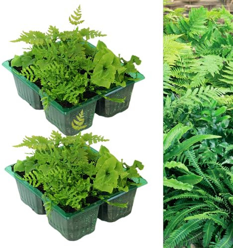 Carbeth Plants - 8 x Hardy Fern Plant Mix - Mixed Evergreen Outdoor Ferns - Shade Loving Plants Garden Ready - Ideal for Rockeries, Containers and Pots (2 Packs - 8 Plants)