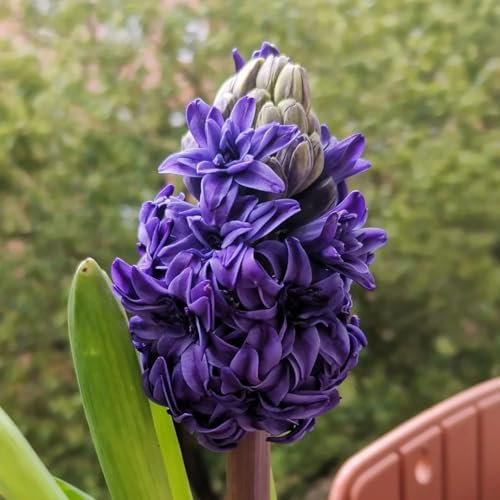 hyazinthen zwiebeln winterhart mehrjährig - balkonpflanzen winterhart geschenke für pflanzenliebhaber steingartenpflanzen winterhart garten blumen blumen für garten zwiebelblumen 2pcs