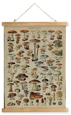 XIAOAIKA Vintage Pilz-Poster mit Holzrahmen, Retro-Stil Wanddekoration, Kunstmalerei, Muster auf Leinwand gedruckt, verblassungsfrei, fertig zum Aufhängen (40 x 58 cm)