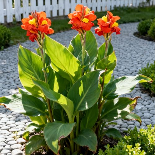 Lirios Canna gigantes, resistentes al frío, cultivados profesionalmente, ideales para crear hermosos paisajes de jardín-1 root-B