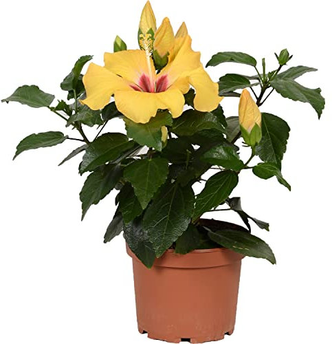 Flor de Jamaica Natural - Hibiscus - Árbol de Exterior con Inflorescencias Amarillas