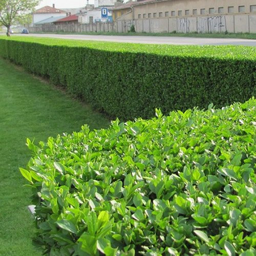Ligustrum Ovalifolium (Green Privet) 9cm #75