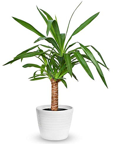 Yucca Elephantipes Houseplant - Decorative Live Indoor Potted Tree in 12cm Pot