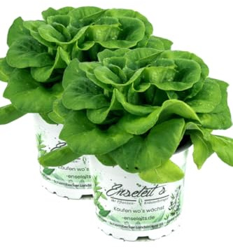 2er Set Pflücksalat grün, Salatpflanze im 12cm Topf, Lactuca sativa var. capitata