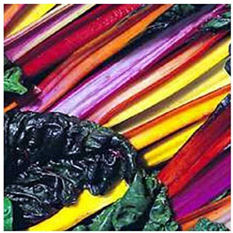 Potseed Asiasalat - Mizuna Rosso - Brassica rapa nipposinica - 500 Semi