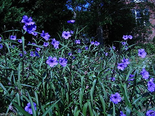 Messicano Petunie di sementi Ruellia Brittoniana 'Blue Star' 30 semi!