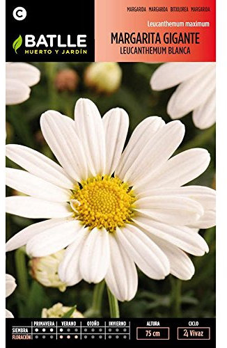 Semillas de Margarita gigante Leucantemum blanca - Calidad y Versatilidad ?