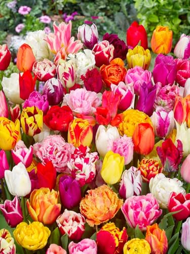 CSL Sunrise - Premium Mix Pflückgarten 50 Stück Tulipa Blumenzwiebeln Tulpenzwiebeln Früh und Spätblüher