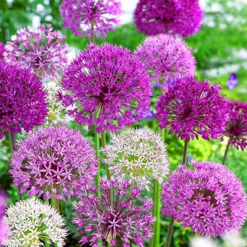 2-Pack Allium Purple & White Mixed Bulbs – Spring-Flowering Ornamental Onions – Perennial Plants with Tall Stems and Large Flower Heads – Cultivated for UK Climate Conditions