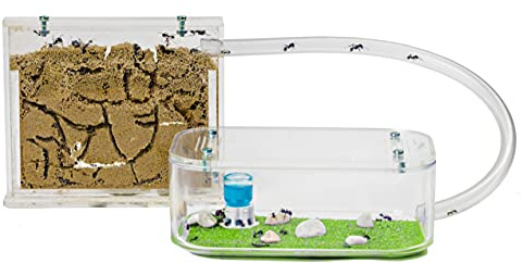 Anthouse.ES - Natural Sand Ant Farm - Basic Acrylic Kit (Sandwich + Foraging Box) - 12x10x1 cm and 18x10x5 cm