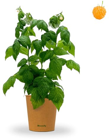 Bloomify® Bio Gelbe Himbeerpflanze Heinz | 40 bis 60 cm großer ertragreicher gelber Himbeerstrauch | winterharte und pflegeleichte Himbeere für Garten oder Topf | besonders süße, leckere Früchte
