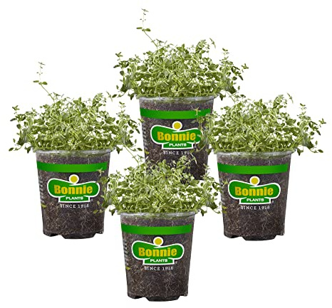Bonnie Plants English Thyme 19.3 oz. 4-pack