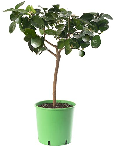 Grand arbre d'agrumes au citron vert : cultivez vos propres fruits chez vous, à l'intérieur ou à l'extérieur du jardin.