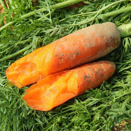 semi di carota biologici - resistenti vecchie varietà giardino 150pcs