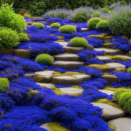 20.000 semi Timo blu strisciante, varietà perenne senza OGM, si diffonde lentamente come un tappeto blu naturale a causa della sua natura strisciante.