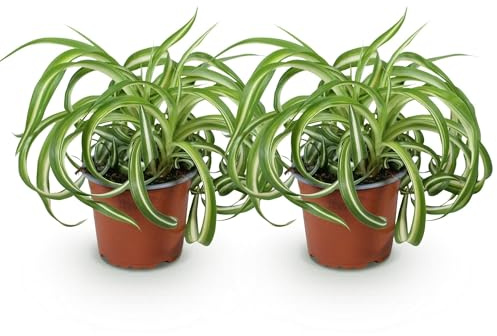Chlorophytum comosum Bonnie – 2 Pflanzen – Ø12cm Höhe 20–25cm – Grünlilie mit grün-weißen gedrehten Blättern – Haustierfreundliche Zimmerpflanze