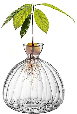 Vaso per semi di avocado, vaso per germogli di avocado, vaso per avocado, vaso per piantare la crescita, kit per la coltivazione di alberi di avocado, vasi di vetro per semi di piante da giardino