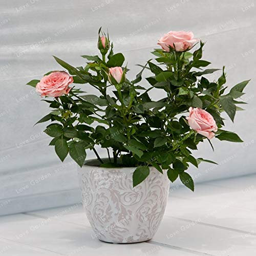 Nouvelles Graines De Rosiers Miniatures Pour Jardin Rose Ensemble De 100 Pièces