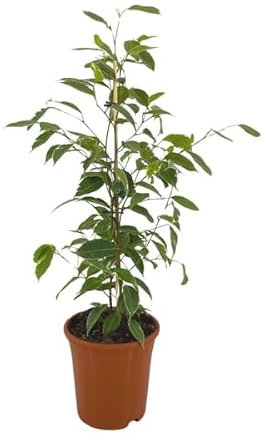 Ficus Benjamina Golden King – Ø17cm – Höhe 60–80cm – Edle Zimmerpflanze mit panaschierten Blättern – Pflegeleicht & dekorativ