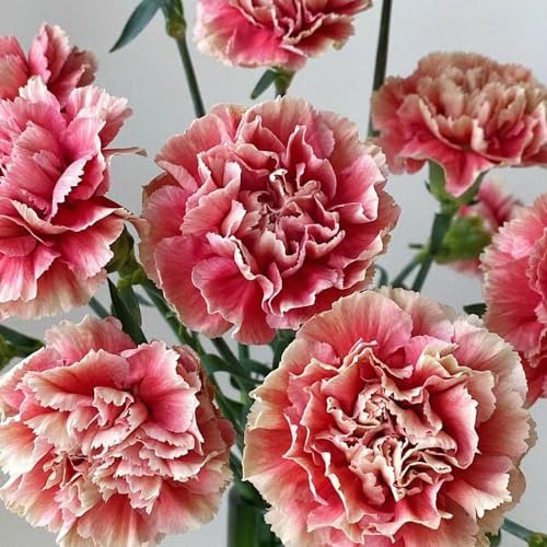 Semi di garofano perenni resistenti, vecchie varietà, aiuole rialzate da giardino 3000pcs