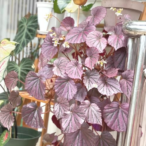 semillas de begonia jardineros Begonia trucha de interior decoración sala estar lugares soleados raras balcón invernaderos balcón verdes exóticas 150pcs