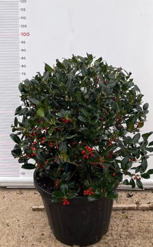 PIANTA DI AGRIFOGLIO MUTCHAGARA NELLY Compatible with STEVENS VASO CLT 35 PALLA (foto reali)