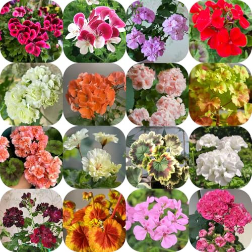 geranien samen winterhart - pelargonium - bonsai samen, winterharte kübelpflanzen geranien pflanzen samen, saatgut blumenbeet, exotische pflanzen winterhart gartendeko für draußen, 200pcs