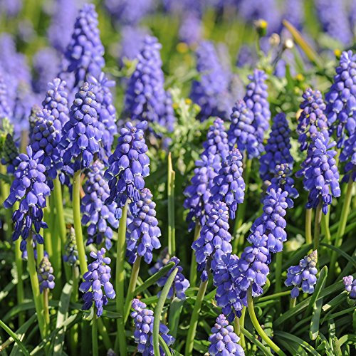 Muscari Armeniacum Bulbs Garden Favourite Very Easy to Grow and Low Maintenance Grape Hyacinth Plants, 85 x Muscari Armeniacum Bulbs by Thompson and Morgan