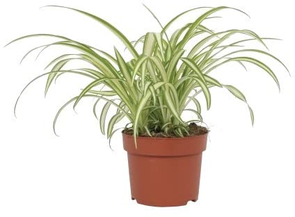 Cinta Natural Perfecta para la Decoración del Interior o el Exterior de la Casa
