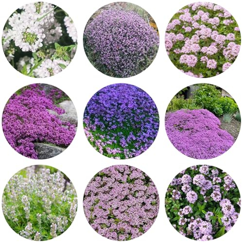 semi di timo strisciante, resistente per balcone per decorazione giardino da 800pcs