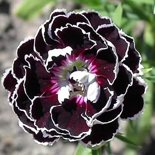 100 semi di garofano nero
