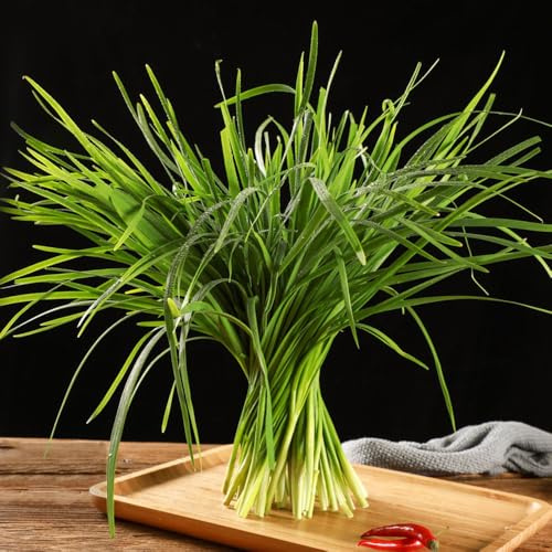 semi di aglio cipollina - invernali d'appartamento giardino 350pcs