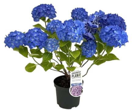 Blue Hydrangea Plant Hortensia Azul Natural y Viva | Perfecta para Regalar o Jardinería