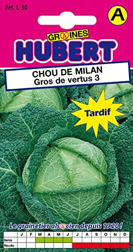 Graines de Chou de Milan Gros de vertus 3 - Spécial Choucroute - 2 grammes