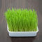 500 pcs katzengras samen kübelpflanzen winterhart exotische pflanzen winterhart blüten kräuterbeet wildblumen winterharte stauden blumenbeet steingartenpflanzen winterhart bodendecker