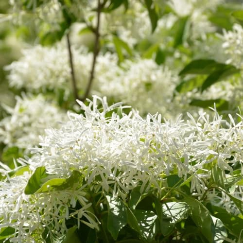 Luojuny Zitronenmyrtensamen, 20 Stück Zitronenmyrtensamen Backhousia citriodora blühende Strauchgartenpflanzen Samen der Zitronenmyrte