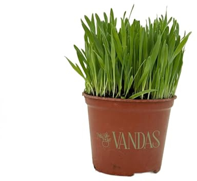 VANDAS Erba per Gatti – Pianta in Vaso 14 cm | Pronta al Consumo | Naturale e Sicura Senza Pesticidi | Uso Interno ed Esterno (1)