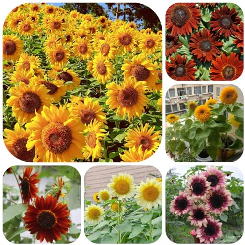 semillas de girasol resistentes para el jardín girasol perenne de cortadas de de balcón perennes resistentes decorativas para 100pcs