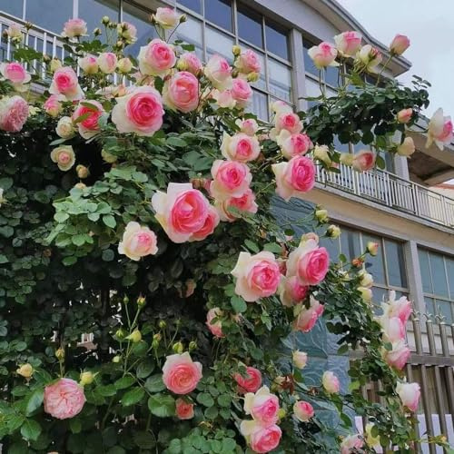 semillas de rosal - decoración de sala estar Parterres elevados el jardín cortadas trepadoras Cubresuelos resistentes 800pcs