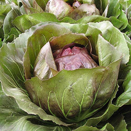Organic Radicchio Leonardo (Split Pills) Salad Vegetable Seeds - Sow in Summer - 12 Pills