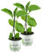 2er Set Aubergine Pflanze (Solanum melongena)