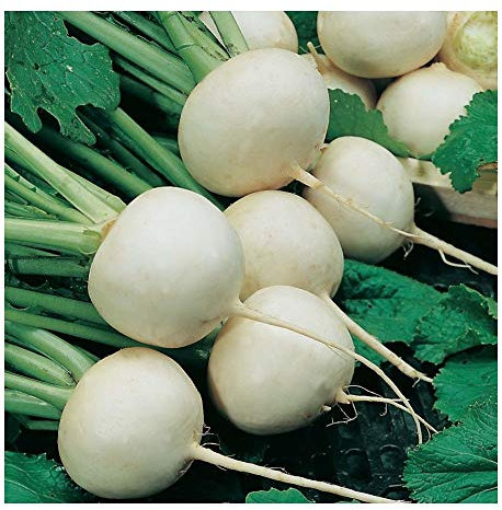 Premier Seeds Direct Turnip - Snowball - 4gm