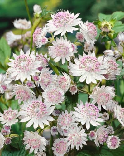 Astrantia major 'Buckland' ca. 11x11 cm Topf - Sterndolde, rosa-weiße Blüten, Blütezeit Juni-August, ideal für halbschattige Beete, bienenfreundlich, pflegeleicht