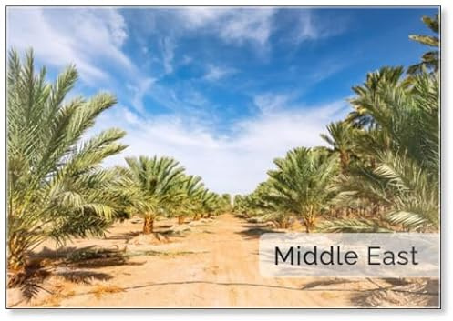 Plantation of Young Trees Date Palms Intended for Healthy Food Production. Agriculture of Dates Is Rapidly Developing Industry in Desert Areas of The Middle East, Fridge Magnet