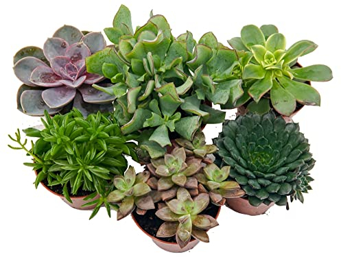 Sukkulenten, Mischung, je im 9cm Topf, Starter Set (6 Pflanzen im Set)