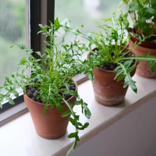 semi di rucola perenne resistente di rucola, biologici rampicanti resistenti aiuole rialzate 200pcs