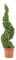KENTIS - Cupressocyparis Leylandii - Cipresso a Spirale H 140-160 cm Vaso Ø 30 cm - Piante Vere da Esterno Giardino Terrazzo Balcone
