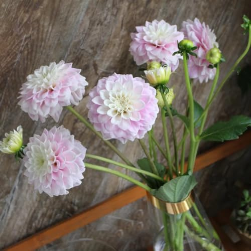 Bulbos de dalia, regalos jardin Las de jardín son perennes resistentes para balcones 4pcs