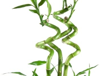 Planta de Interior Lucky Bamboo o Bambú de la Suerte