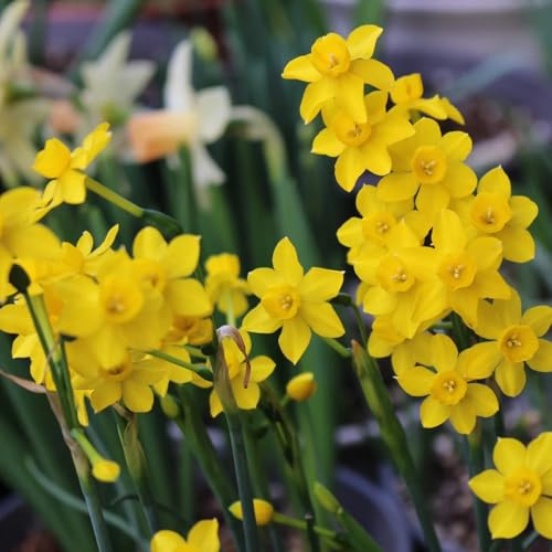 1Bulbi di narcisi resistenti decorativi, vere copertura del terreno, perenne estate di campo, primaverili decorazione soggiorno